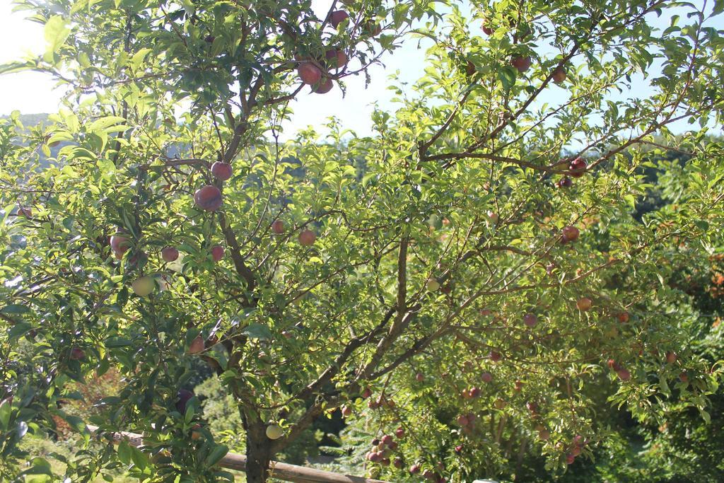 B&B Il Poggetto Serra SantʼAbbondio Екстериор снимка